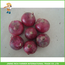 Common Cultivation Type and Round Shape Fresh Red Onion Wholesale Price